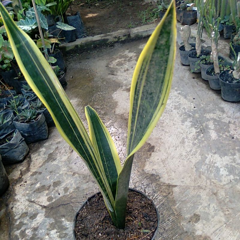 sansivera pedang jono