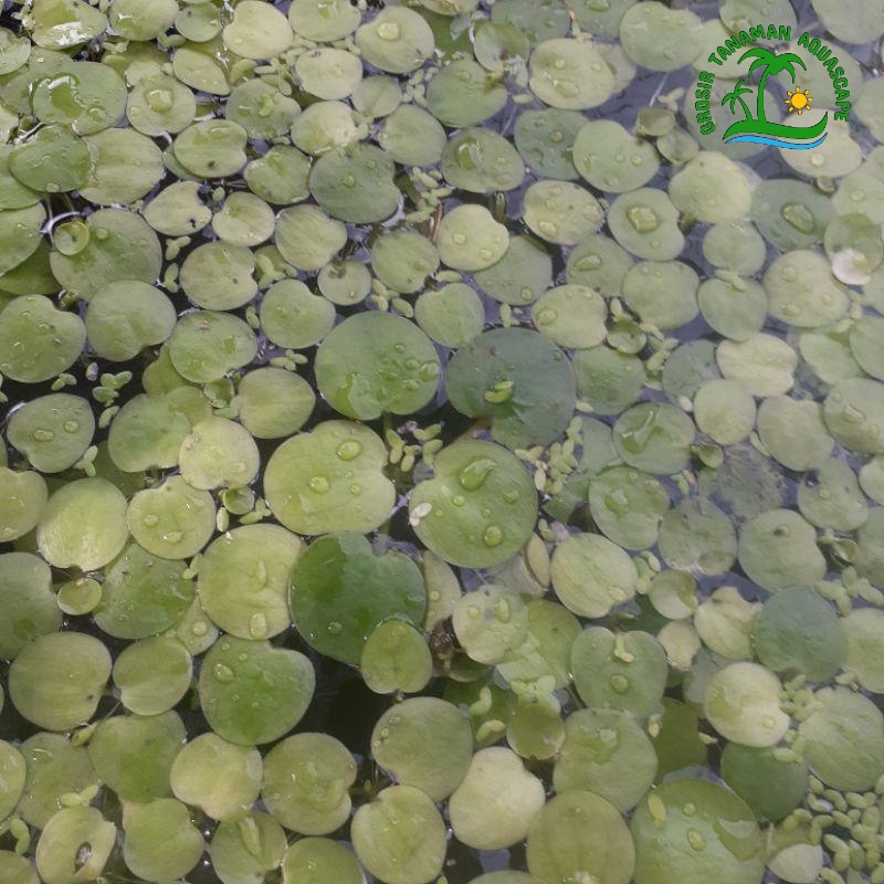 Amazon Frogbit Tanaman Hias Penyerap Amoniak Tumbuhan Air Mengambang Aquascape Aquarium Kolam