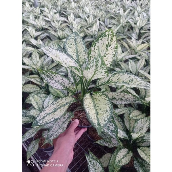 BUNGA AGLONEMA SNOW WHITE