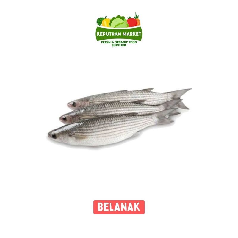 

Ikan Belanak Per Kg / Ikan Segar