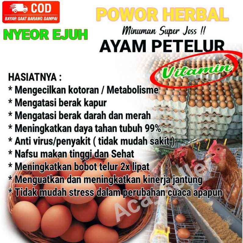Vitamin Herbal Ayam Petelur, Jamu Alami Ayam Petelur, Vitamin Ternak Ayam Petelur, Minuman Herbal Ny