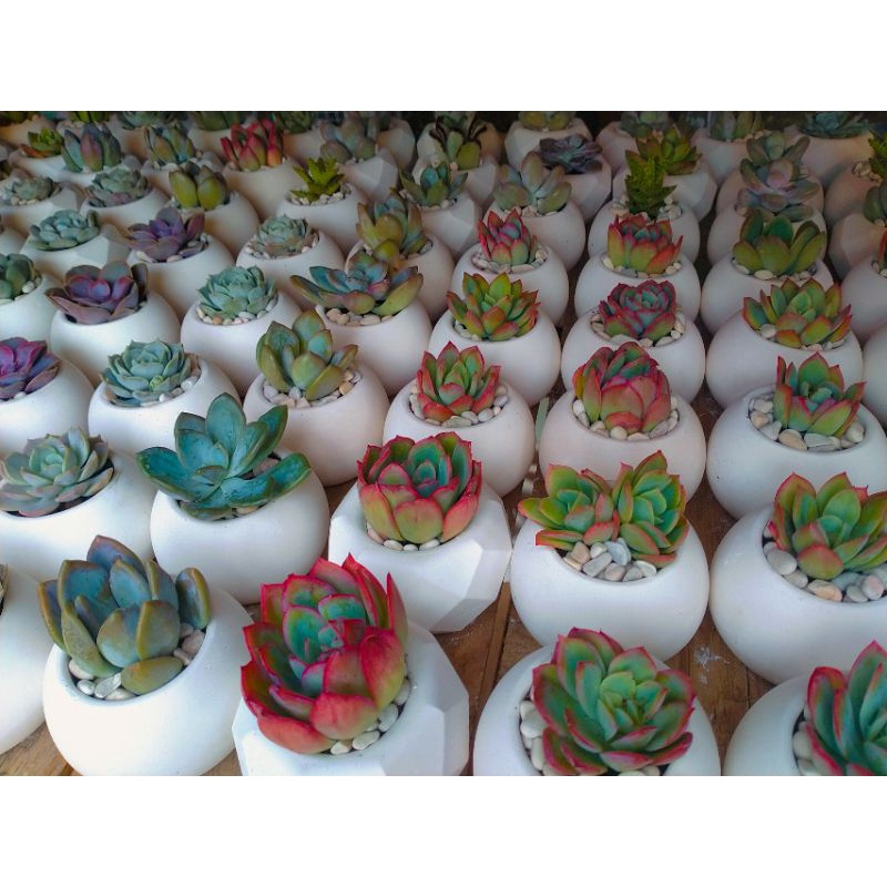 sukulen pot semen medium