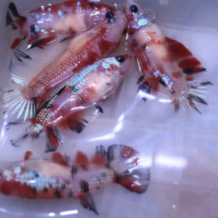 ikan cupang betina nemo galaxy full telurr