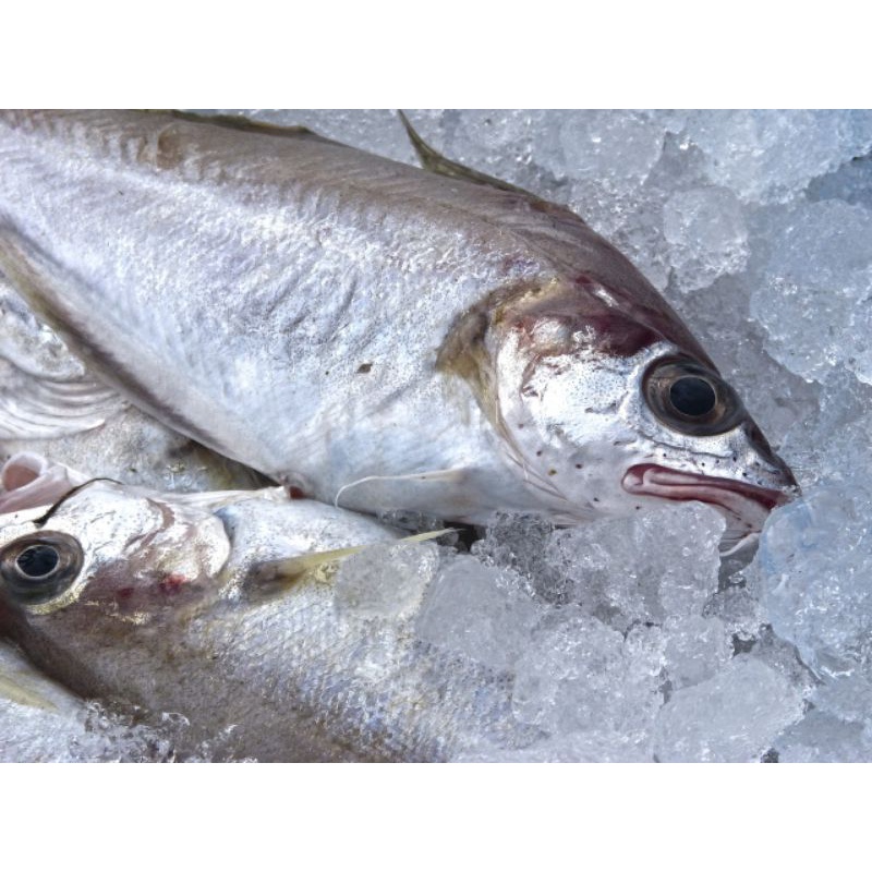 

ikan segar