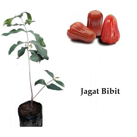 Bibit Jambu Air Cincalo Merah