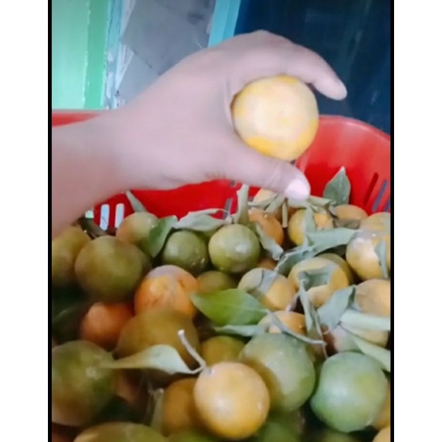 

jeruk santang madu dijamin manis pol