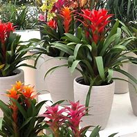 Bromelia guzmania - bromel merah - bromelia gusmania - tanaman bunga