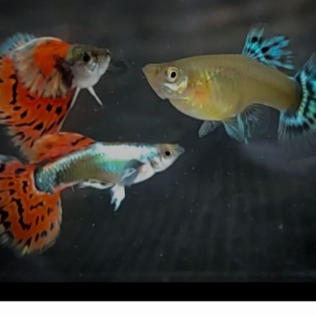 

paket hemat trio ikan hias Guppy platinum red mozaik big ear