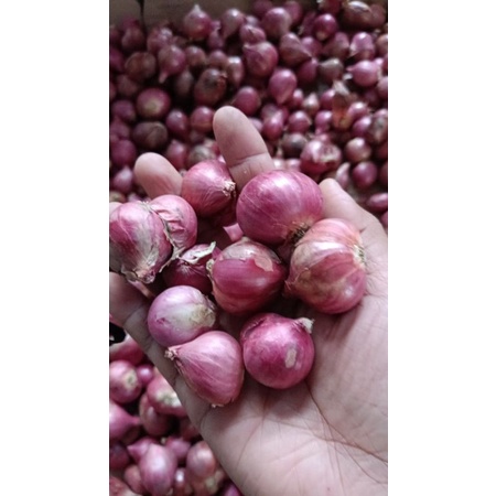 

bawang merah probolinggo BESAR 250gr, 500gr dan 1kg