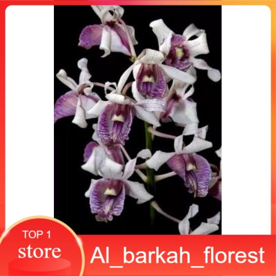 Anggrek Dendrobium nindii remaja