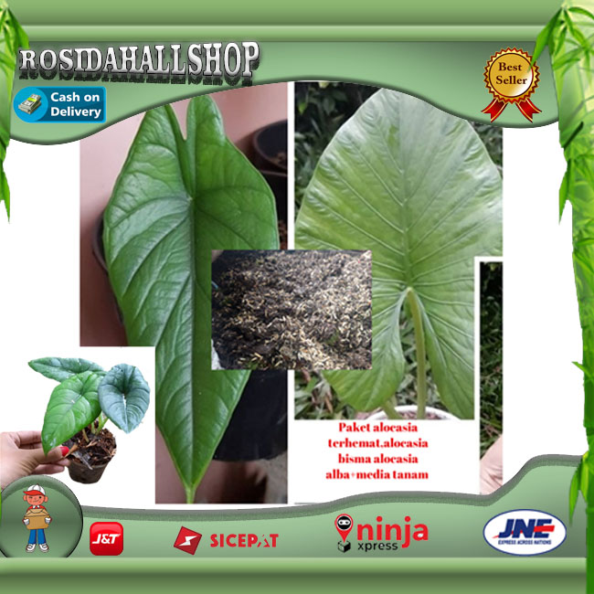 Paket hemat alocasia Tanaman alocasia bisma dan tanaman alocasia alba