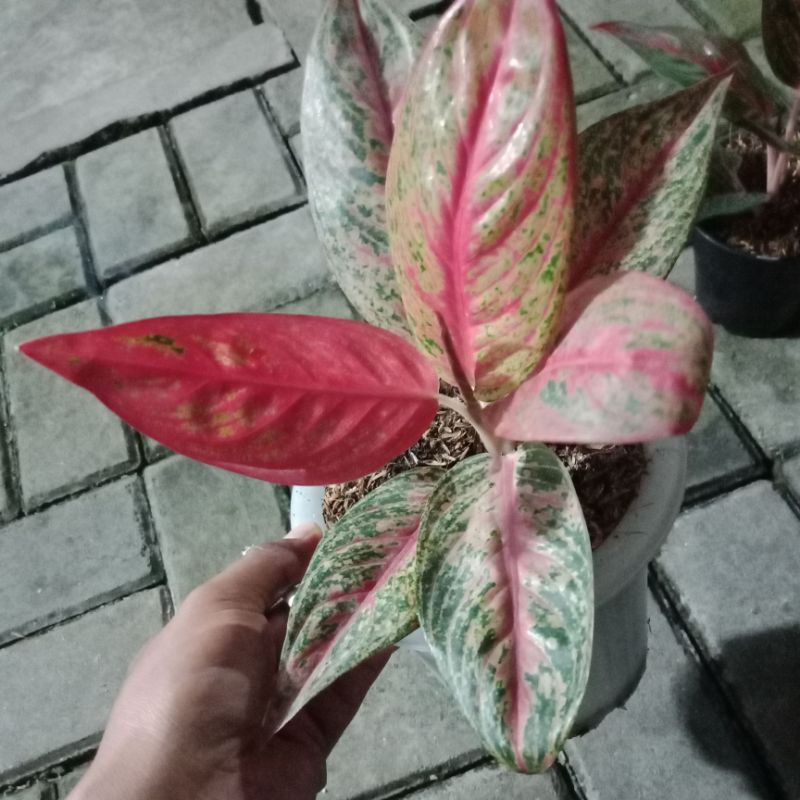 aglaonema red legacy