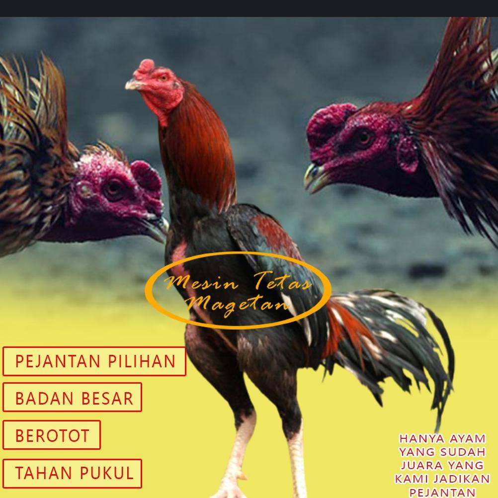 peternakan ayam bangkok import di jakarta