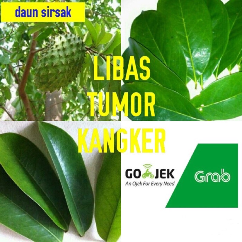 

DAUN SIRSAK ORIGINAL 100% SEGAR / DAUN SIRSAK