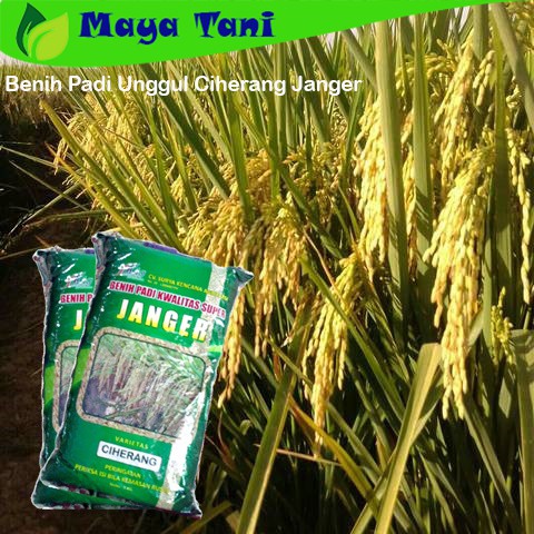 Benih Padi Unggul Ciherang Janger