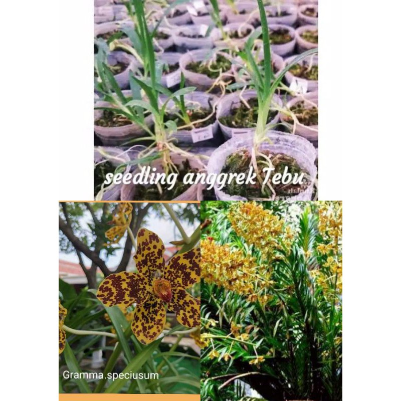 anggrek tebu Grammatophyllum speciosum Seedling