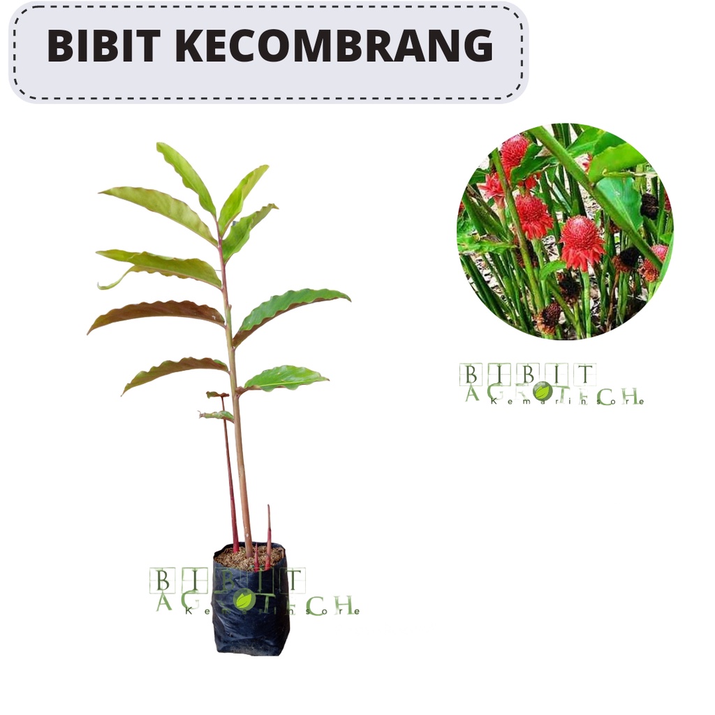 Bibit Tanaman Kecombrang Merah/ Honje/ Kantan Rimbun