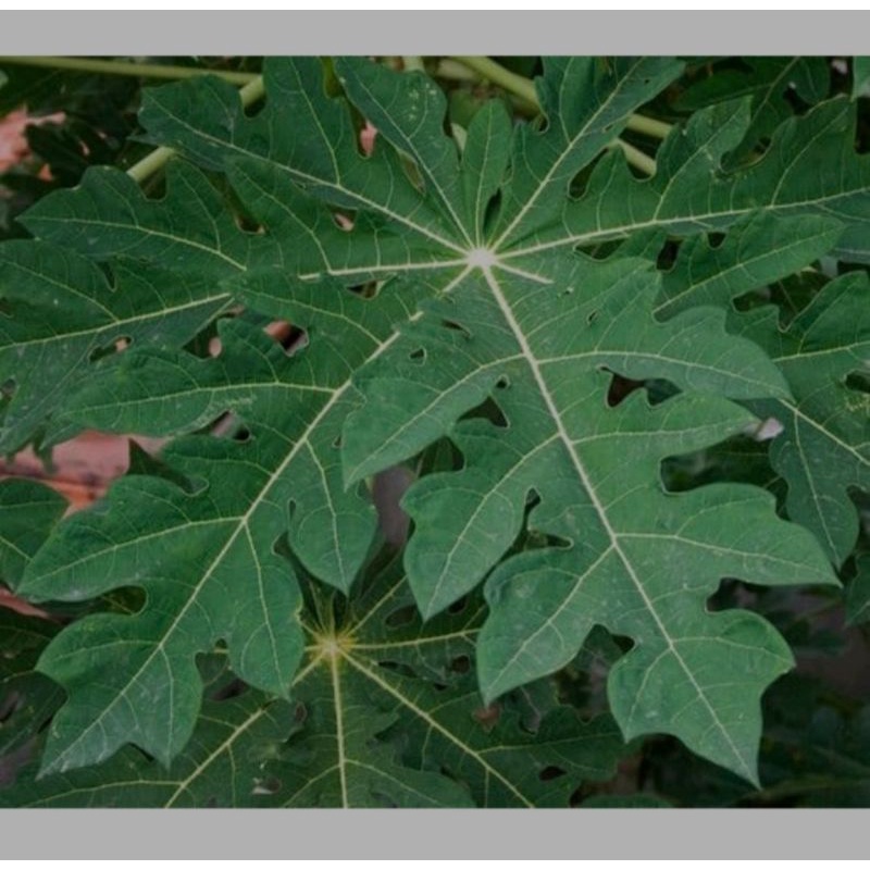 

Daun pepaya muda 1 kg fres segar