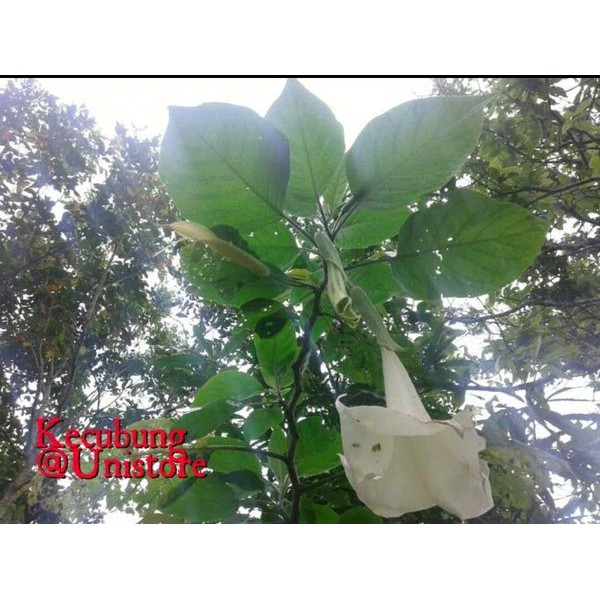 

DAUN KECUBUNG SEGAR DATURA METEL FASTULOSA