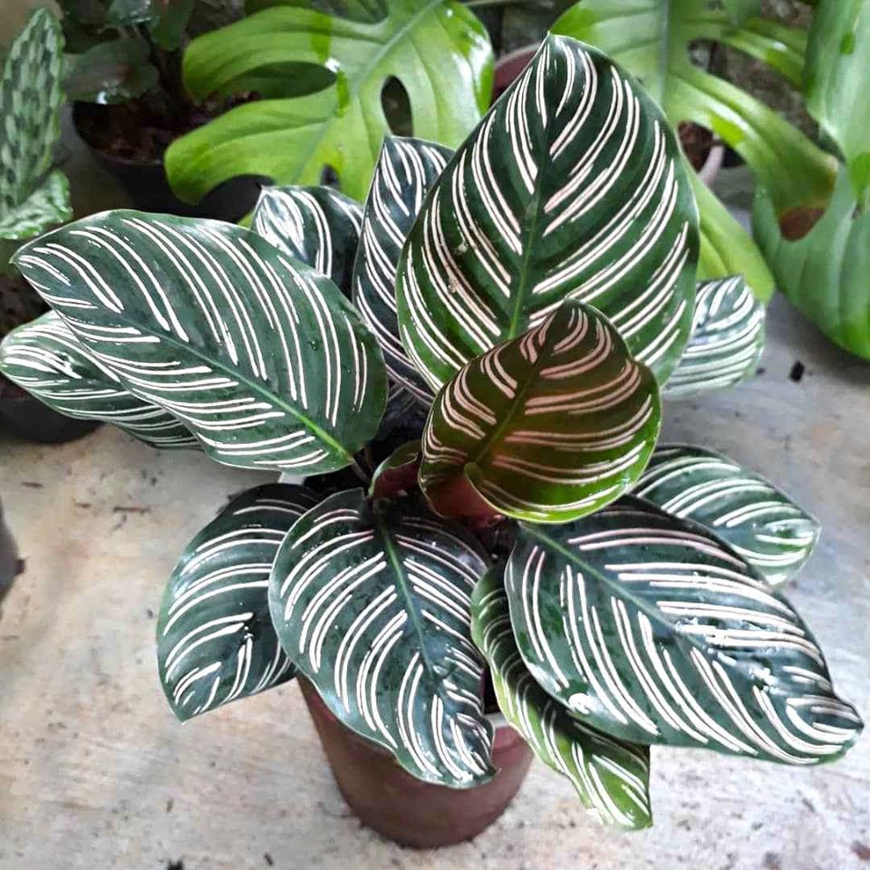 Calathea batik ornata Shopee Indonesia Calathea batik ornata Shopee Indonesia