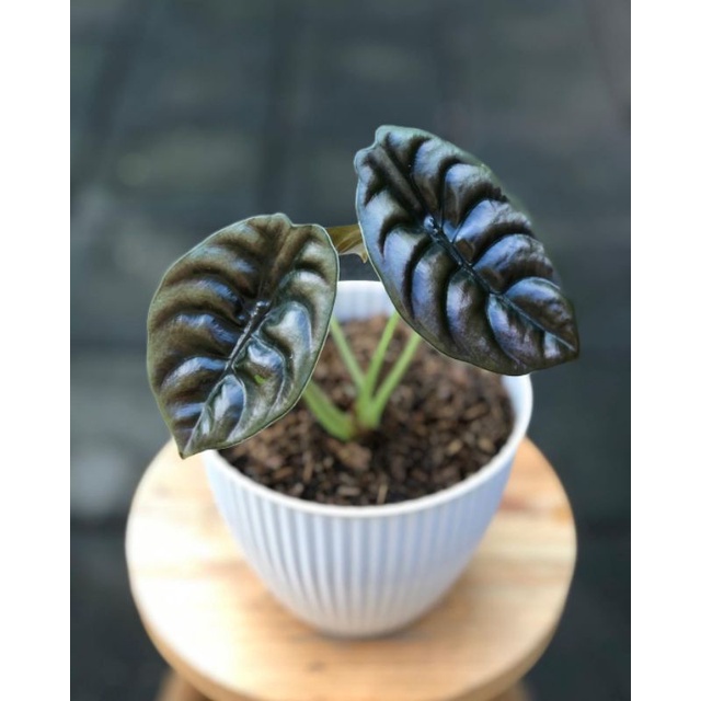 tanaman hias - tanaman alocasia cuprea - alocasia cuprea