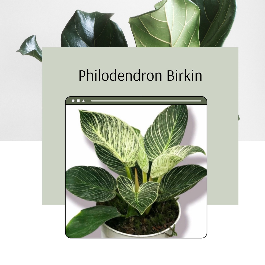 Tanaman Hias Philodendron Birkin Tanaman Hias Philo Birkin
