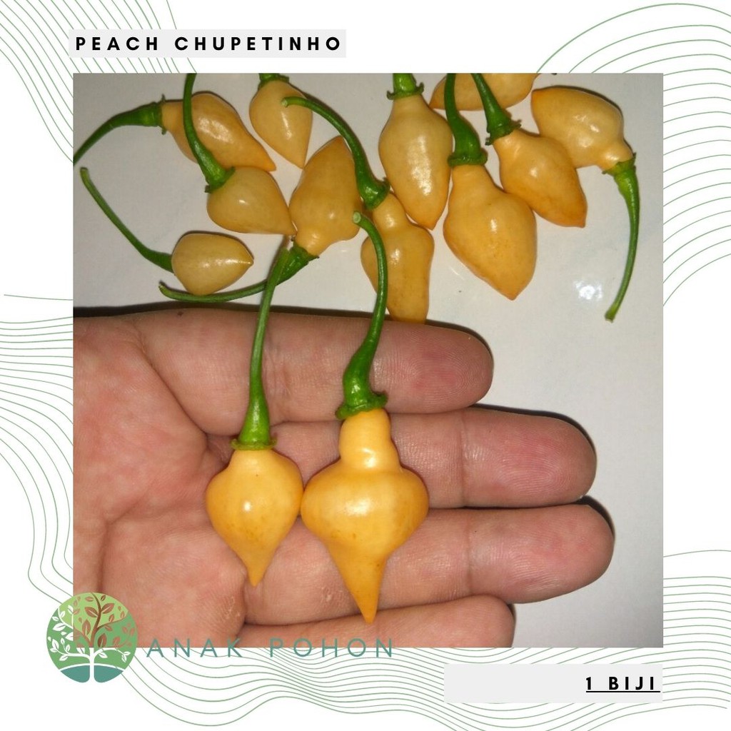 Benih Bibit Biji - Cabai Peach Chupetinho Pepper Seeds