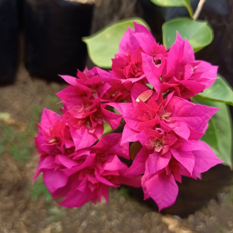 Pohon Bougenville Pink Tumpuk / Bunga Kertas Pink Tumpuk