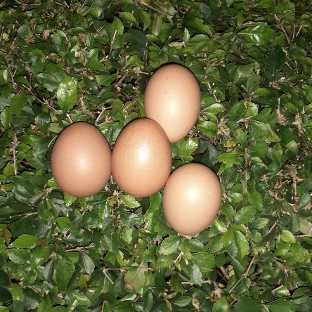 

Telur