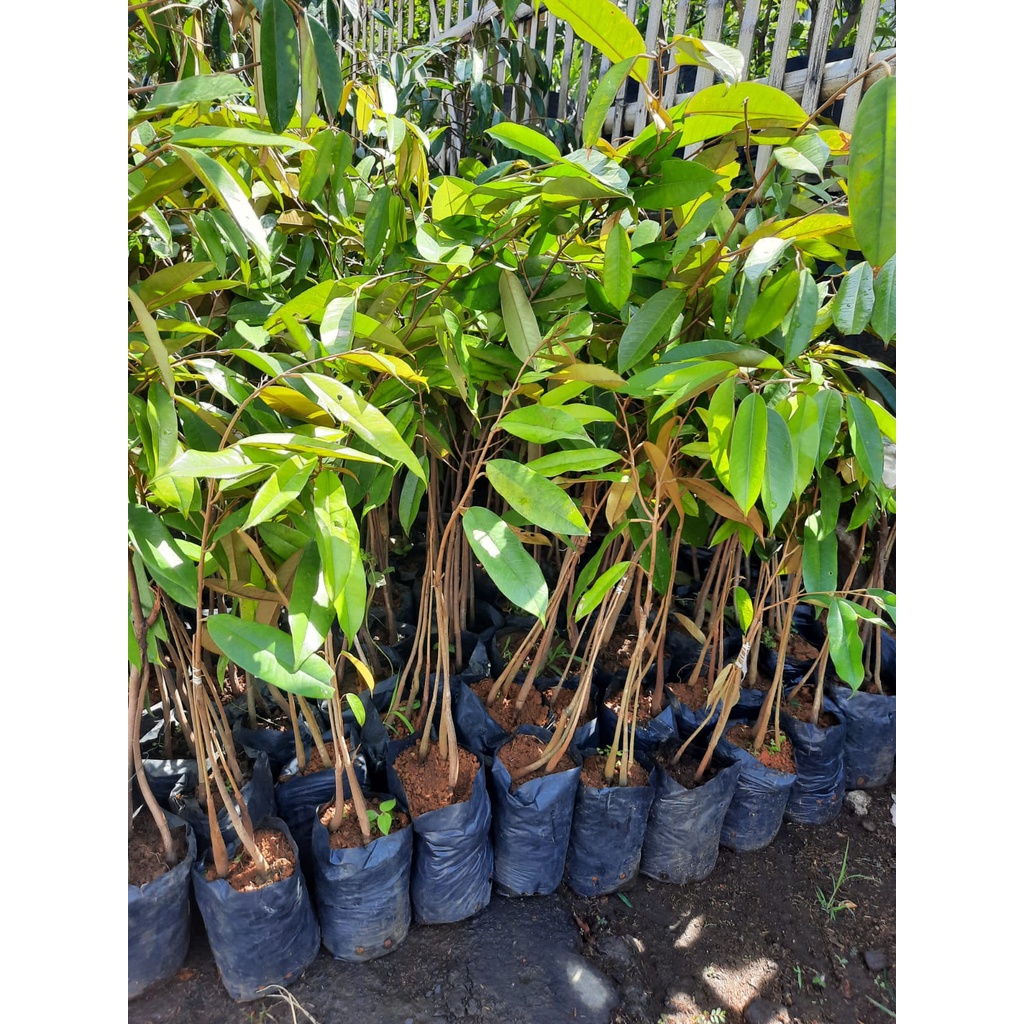 Bibit Durian Montong Kaki 3 (Jaminan Original)