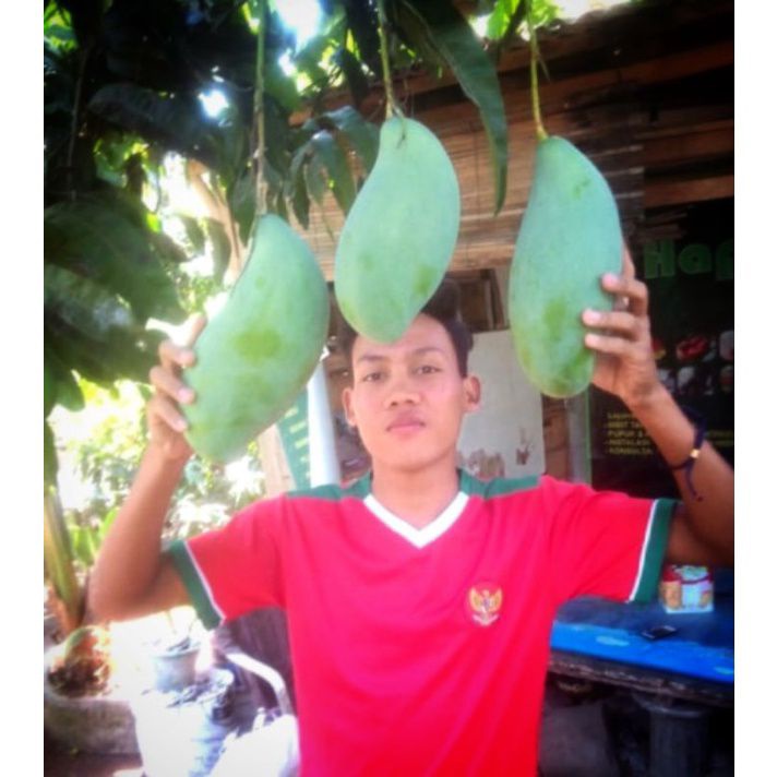 Entris/cutting mangga mahatir entres untuk bahan sambung okulasi