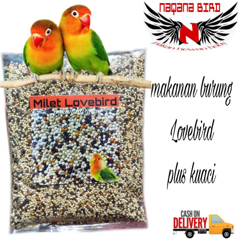 milet Lovebird pakan harian Ternak Lovebird UB