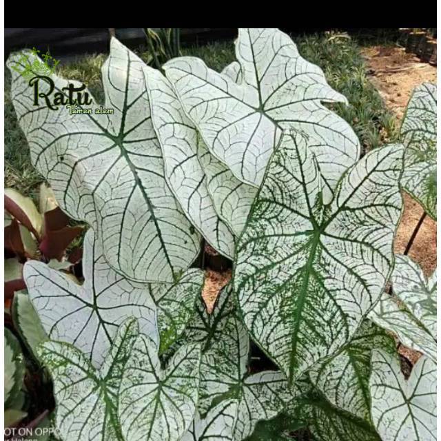 Tanaman hias keladi putih variegata - keladi variegata