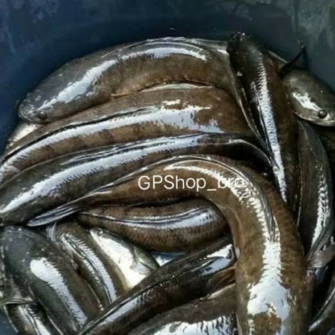 

Ikan Gabus Fresh 500gr