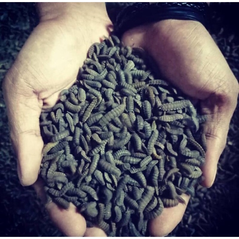 prepupa BSF | Indukan lalat BSF | Maggot BSF