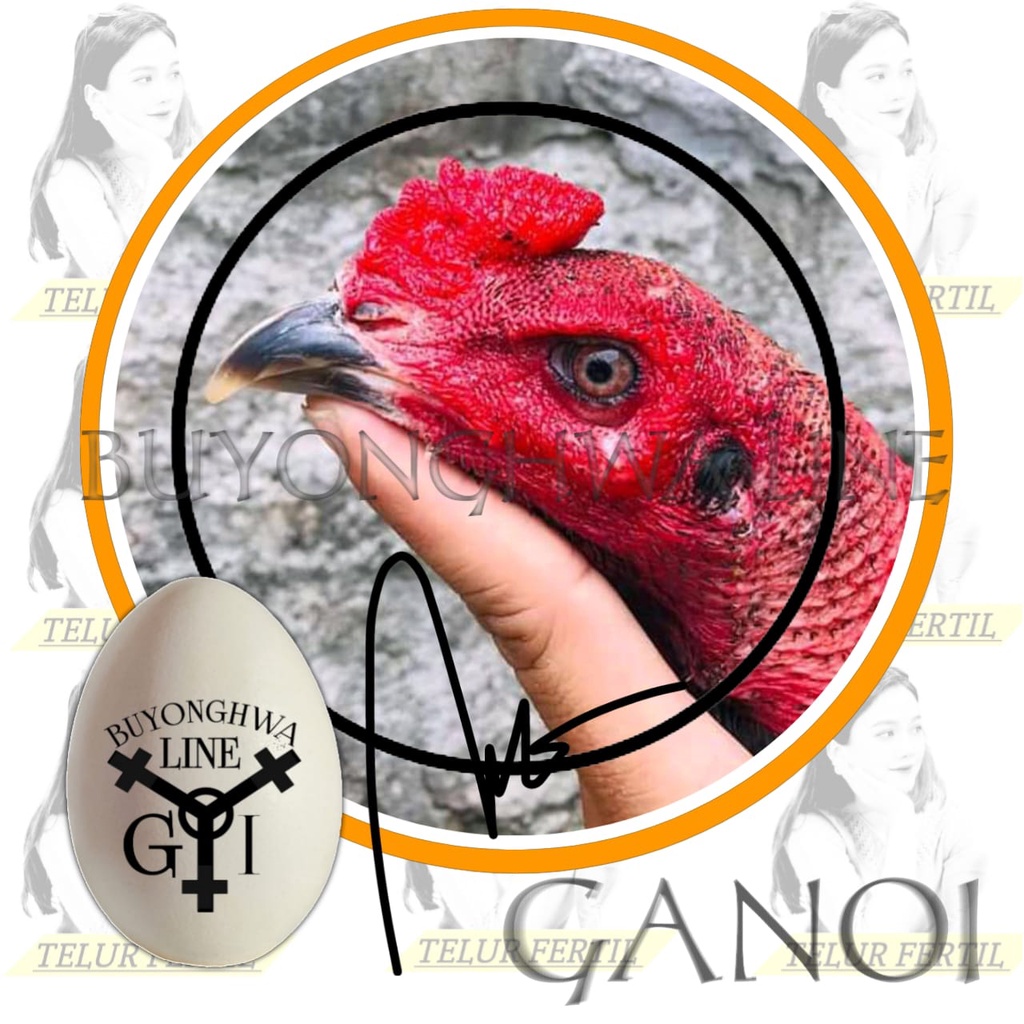 Ayam Bangkok GANOI mix pakhoy super brutal telur fertil perbutir aduan
