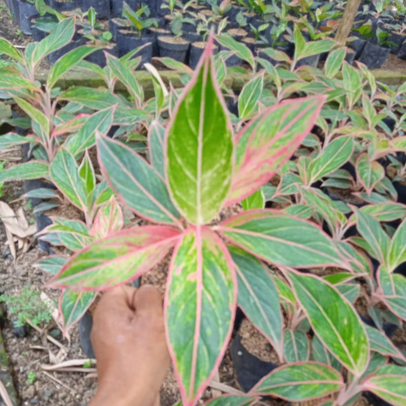 aglonema lipstik pink klasik