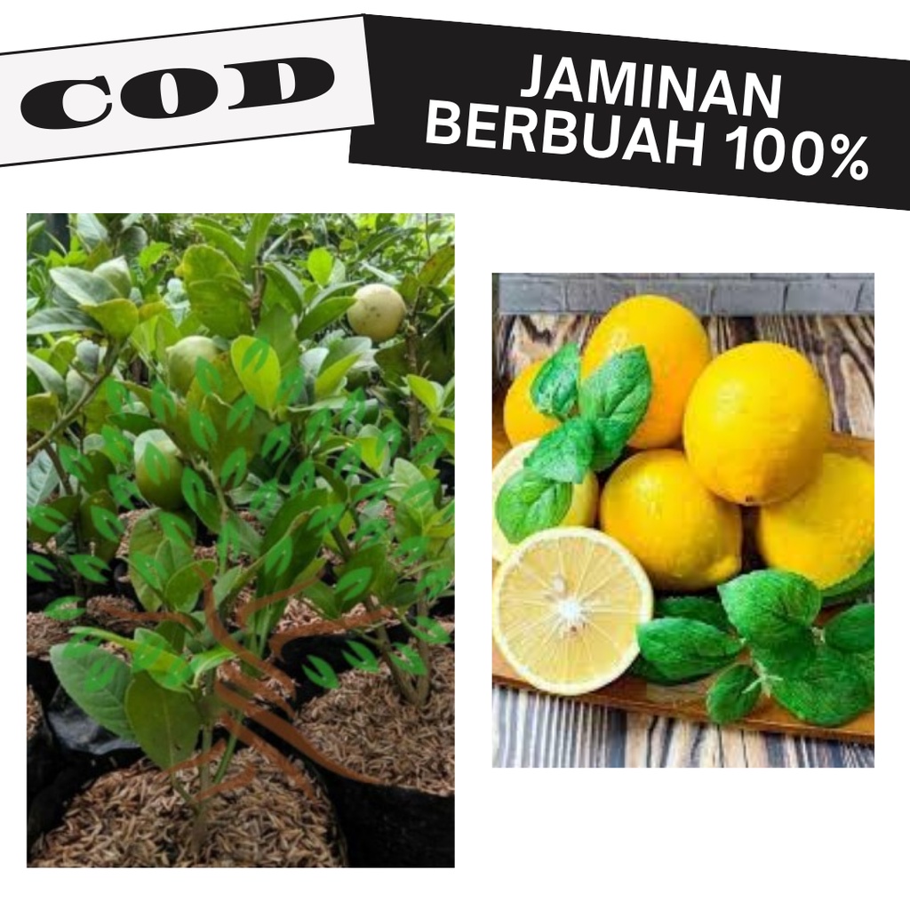 Bibit Tanaman Buah Jeruk Lemon California Sudah Berbuah-Bibit Lemon Import-Bibit Buah Lemon Californ