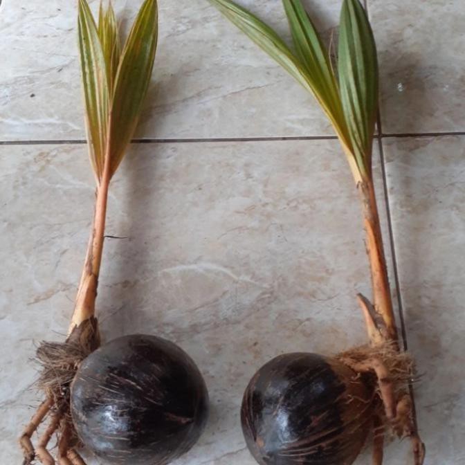 Bonsai Kelapa Gading Mini Jadi Divernish Mengkilap Ter Murah B