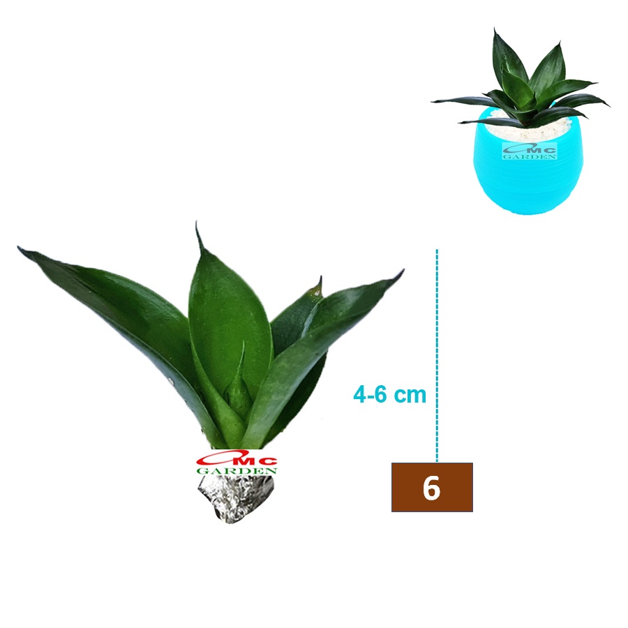 Tanaman Hias Sukulen Sekulen Mini Succulent Kaktus 2130