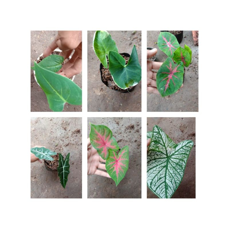 Paketan Tanaman Hias Jenis Keladi