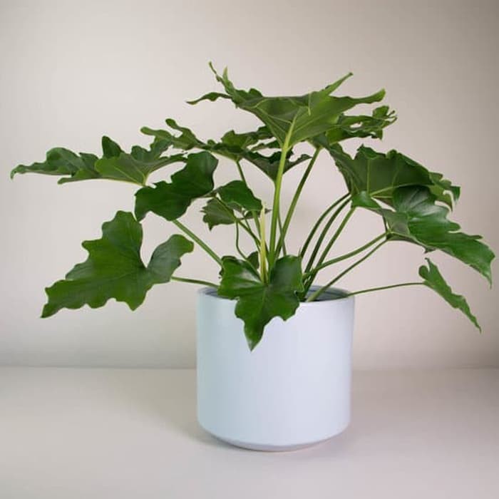 Jual Tanaman Philodendron jari selloum Indonesia|Shopee Indonesia
