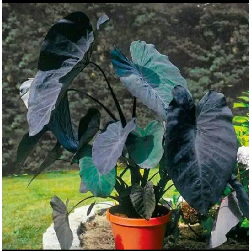 tanaman hias Sente hitam-Lompong hitam-DESTIN FLORES