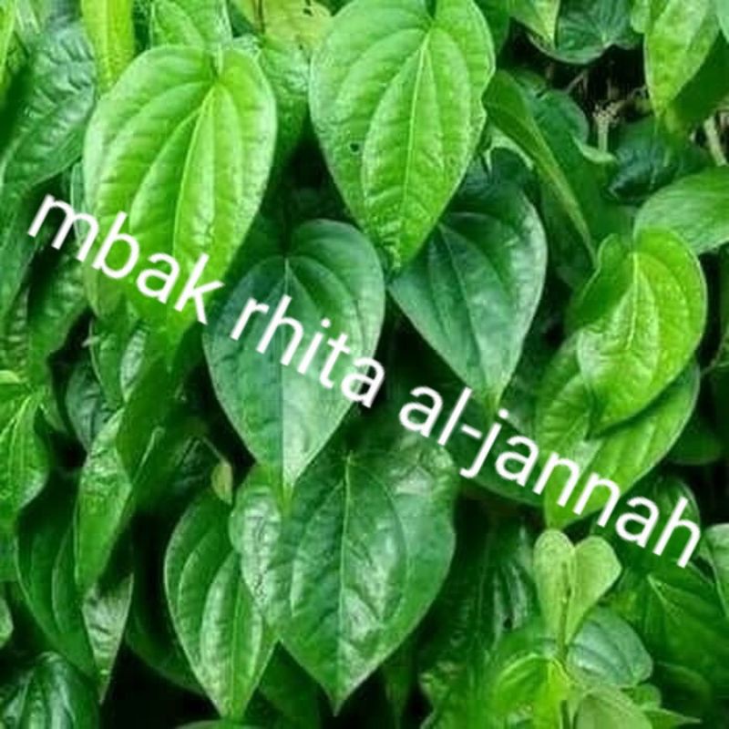 

daun sirih hijau 1cap