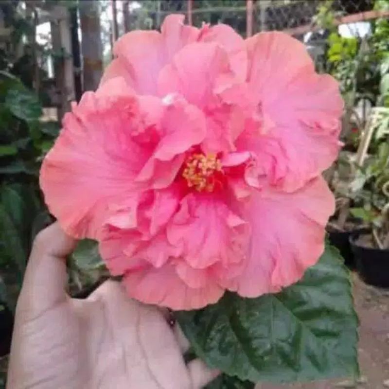 tanaman bunga sepatu pink tumpuk