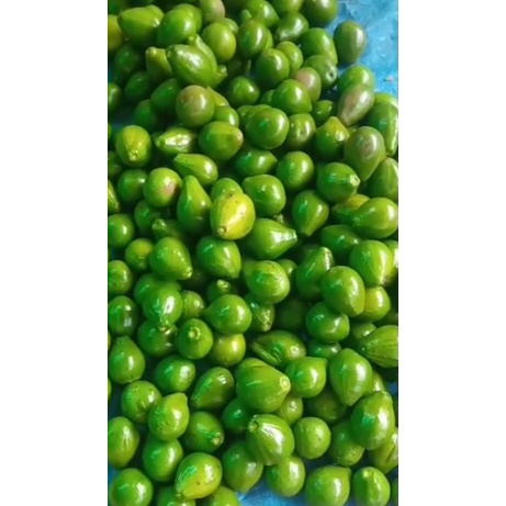 

Alpukat mentega Lampung Timur Grade B ( Sekilo rata 4)