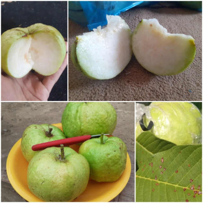 Bibit Tanaman Buah jambu siumik pala asli Thailand