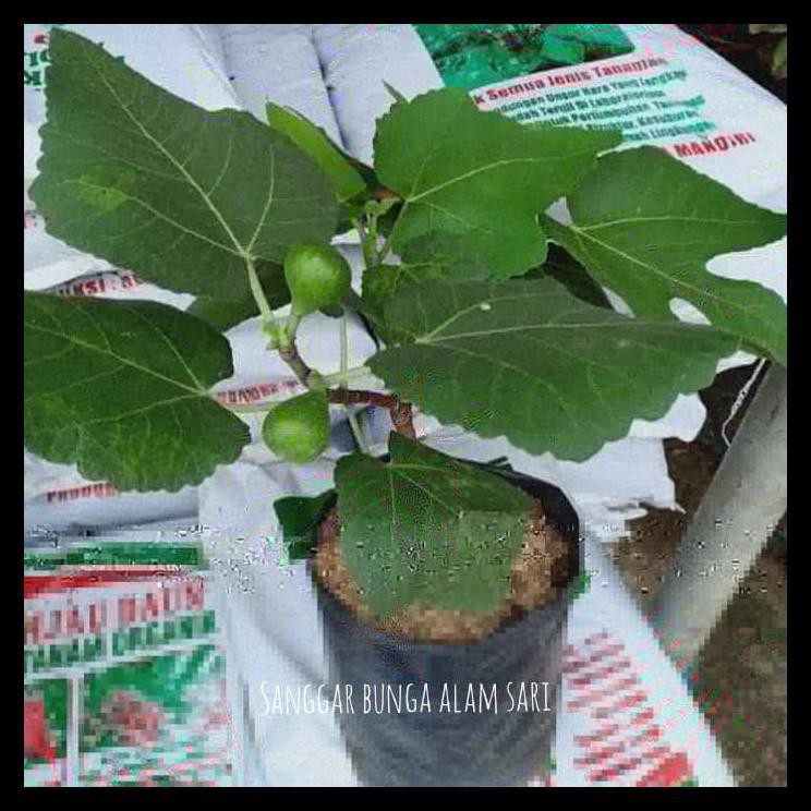 Tanaman Buah Tin Sudah Berbuah Murah