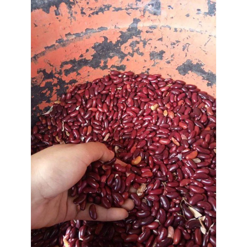 

kacang merah / buncis