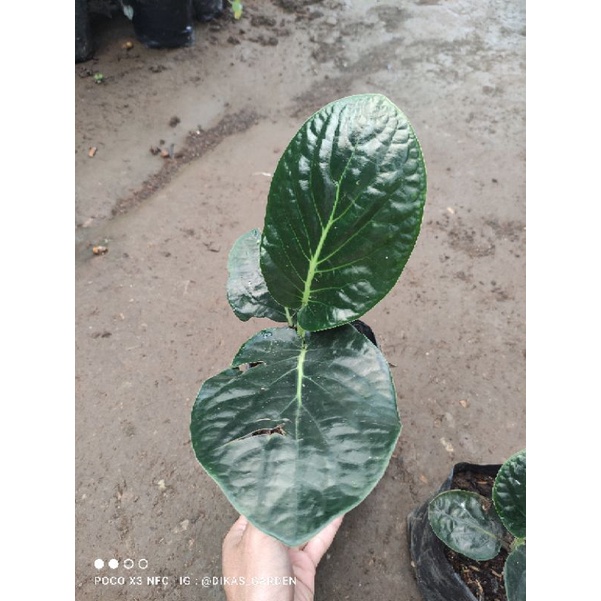 Tanaman hias sirih belanda